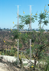 Picture of Caesalpinia cacalaco 