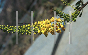 Picture of Caesalpinia cacalaco 