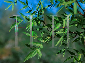 Picture of Jatropha cuneata 