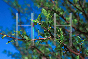 Picture of Bursera hindsiana 