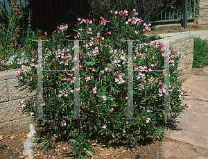 Picture of Nerium oleander 'Petite Pink'