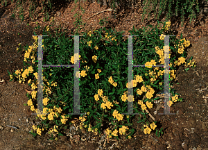 Picture of Lantana x 'Trailing Gold'