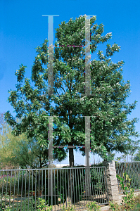 Picture of Grevillea robusta 