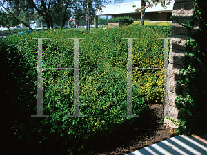 Picture of Cistus x corbariensis 