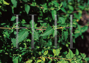 Picture of Cistus x corbariensis 