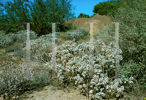 Picture of Encelia farinosa 