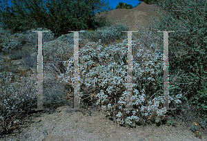 Picture of Encelia farinosa 