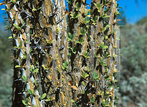 Picture of Fouquieria splendens 