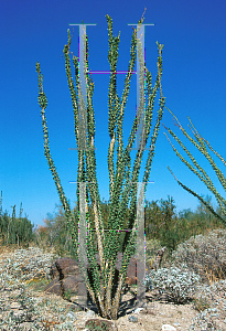 Picture of Fouquieria splendens 