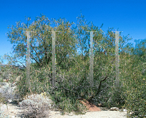 Picture of Chilopsis linearis 