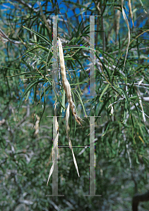 Picture of Chilopsis linearis 