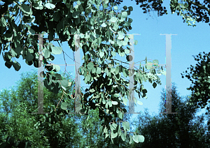 Picture of Eucalyptus polyanthemos 