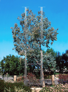 Picture of Eucalyptus polyanthemos 