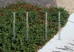 Picture of Arctostaphylos densiflora 'Emerald Carpet'