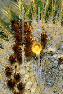 Picture of Echinocactus grusonii 