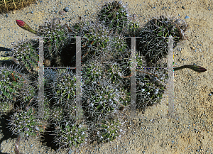 Picture of Echinopsis oxygona 