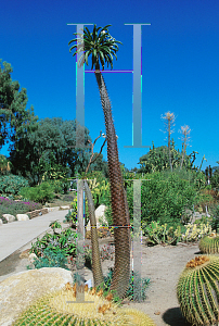 Picture of Pachypodium lamerei 