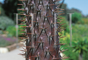 Picture of Pachypodium lamerei 