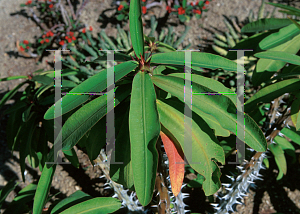 Picture of Euphorbia milii splendens var. breonii 