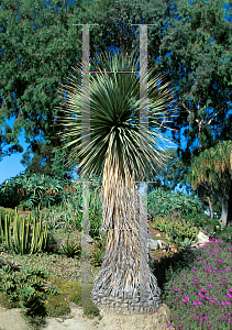 Picture of Nolina stricta 