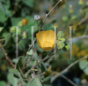 Picture of Abutilon palmeri 