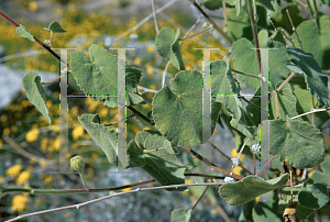 Picture of Abutilon palmeri 