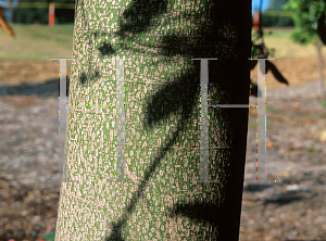 Picture of Brachychiton acerifolius 