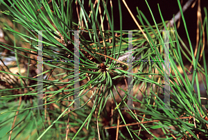 Picture of Pinus pinea 