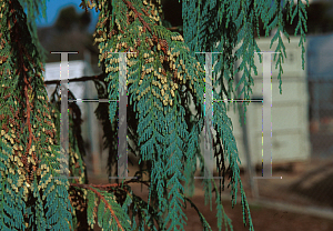 Picture of Cupressus himalaica var. darjeelingensis 