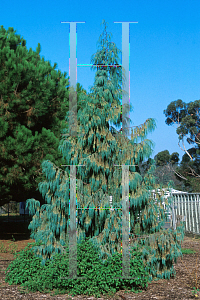 Picture of Cupressus himalaica var. darjeelingensis 