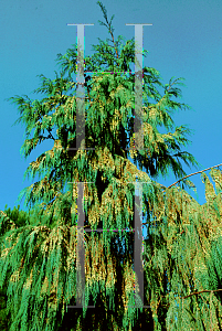 Picture of Cupressus himalaica var. darjeelingensis 