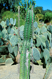 Picture of Pachycereus marginatus 