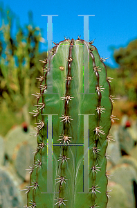 Picture of Pachycereus marginatus 