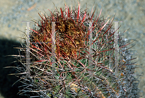 Picture of Ferocactus pilosus 