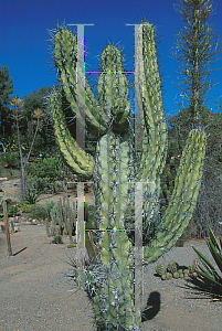 Picture of Echinopsis peruvianus 