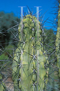 Picture of Echinopsis peruvianus 