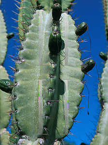 Picture of Cereus gonianthus 
