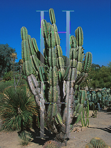 Picture of Cereus gonianthus 