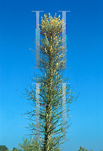 Picture of Fouquieria columnaris 