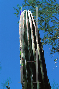 Picture of Pachycereus pringlei 