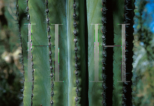 Picture of Pachycereus pringlei 