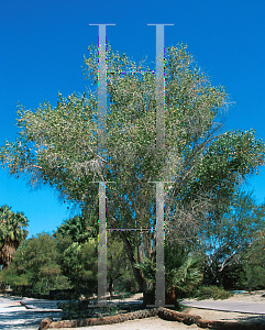 Picture of Populus fremontii 