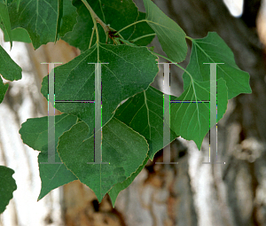 Picture of Populus fremontii 
