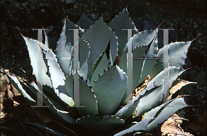 Picture of Agave parryi 
