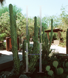 Picture of Cereus uruguayanus 'Monstrosus'