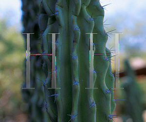 Picture of Cereus uruguayanus 'Monstrosus'