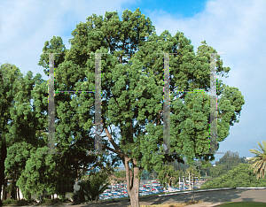 Picture of Podocarpus gracilior 