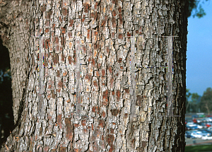 Picture of Podocarpus gracilior 