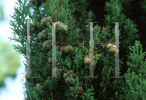 Picture of Cupressus sempervirens 