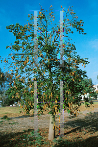 Picture of Brachychiton acerifolius 